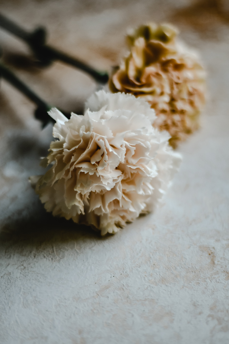 Carnation Flowers on White Surface